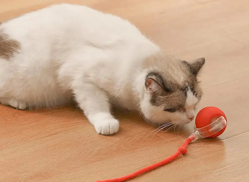 Bola Interativa para Gatos: O Brinquedo Inovador que Mantém Seu Gato Ativo e Feliz Por Horas!